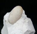 Eocene Aged Fossil Snake Egg - Bouxwiller, France #12964-2